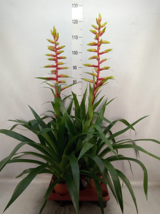 <h4>Guzmania  'Rebel'</h4>