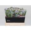 Oxypetalum Tweedia Blue