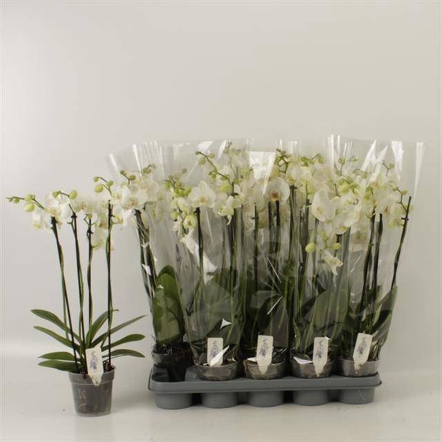 <h4>PHAL OV WIT</h4>