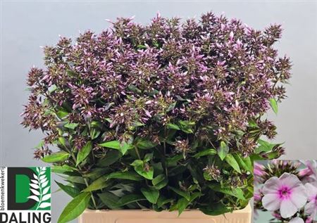 <h4>Phlox P Bri Eyes 70cm</h4>