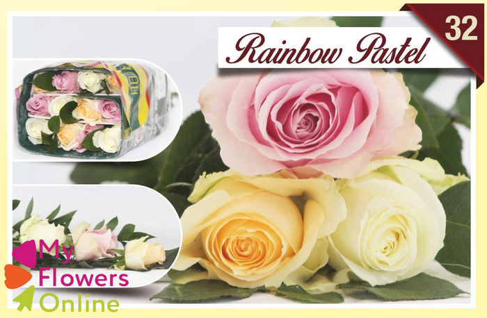 <h4>R Gr Rainbow Pastel 40cm EC</h4>