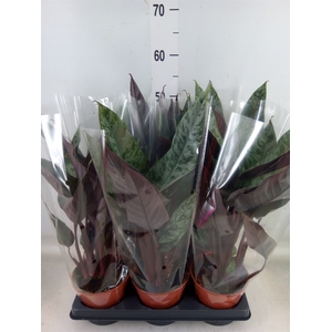 Apoballis acuminatissima