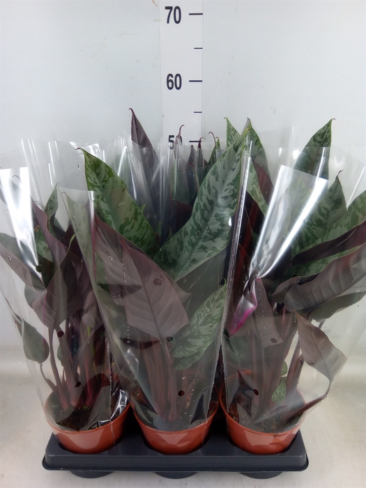 <h4>Apoballis acuminatissima</h4>