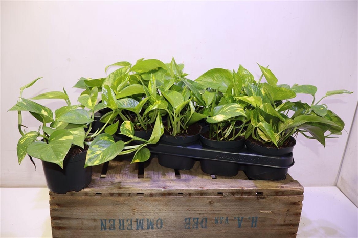 <h4>arr8 Epipr Aureum</h4>