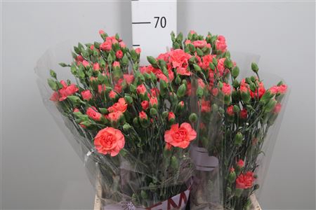 <h4>Di Tr Orange Amelie</h4>