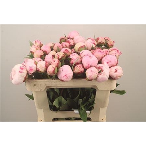 Paeo L Sarah Bernhard Pink