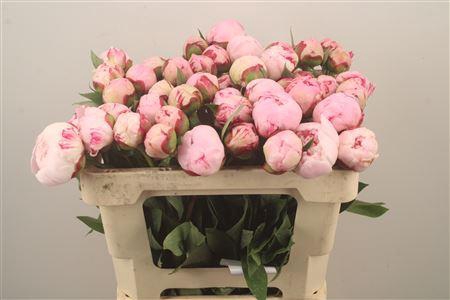 Paeo L Sarah Bernhard Pink