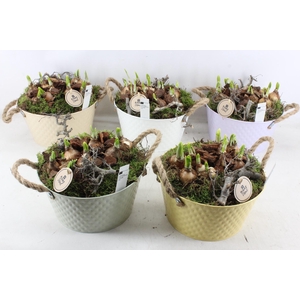 arr4 Narcis PL - Zink Ilse rond ruit mix