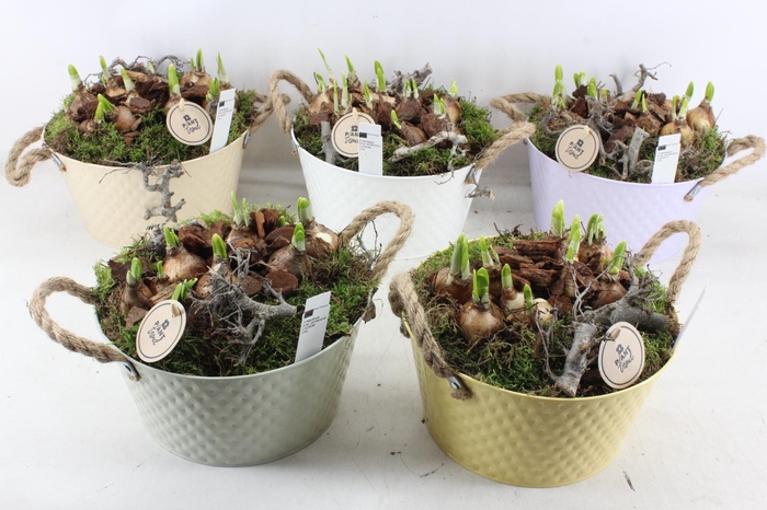 <h4>arr4 Narcis PL - Zink Ilse rond ruit mix</h4>