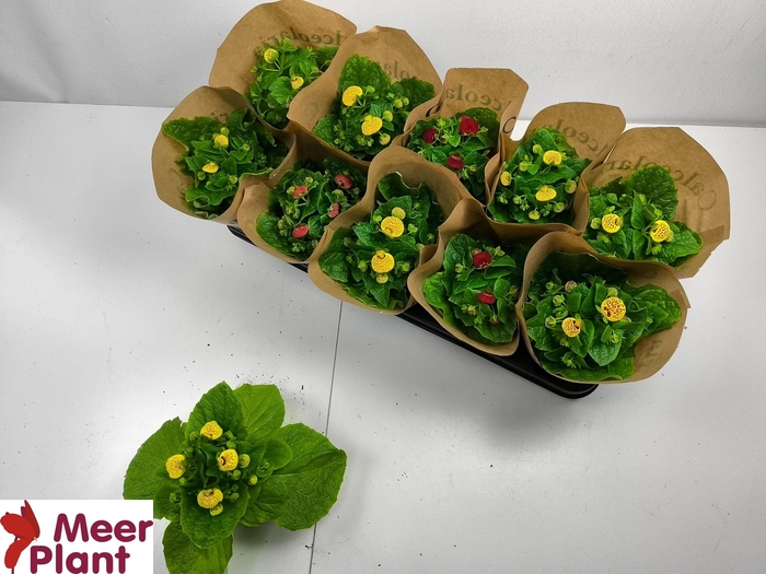 <h4>CALC X HERBEOHYBRIDA</h4>