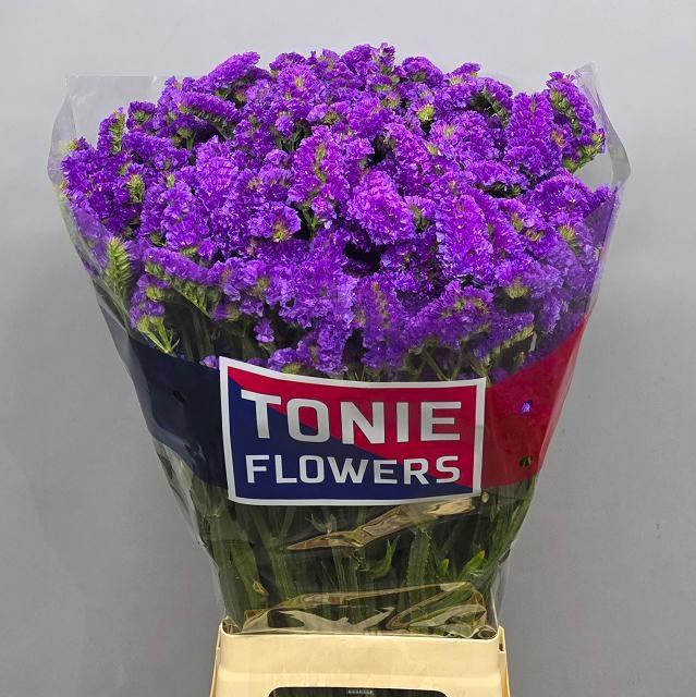 <h4>LIM S LEVIS WINGS</h4>