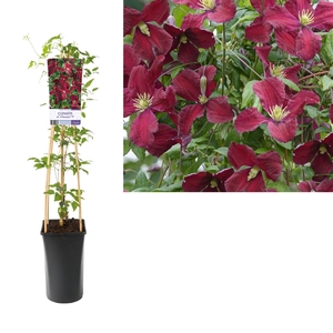 Clematis vit. 'Vitiwester'® PBR +light label