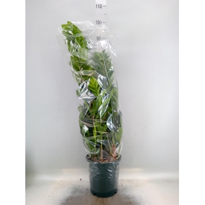 Zamioculcas zamiifolia