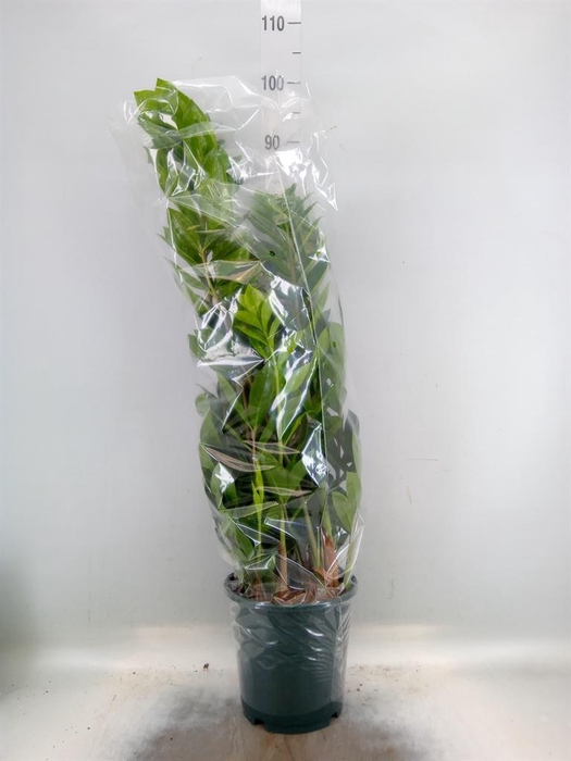 <h4>Zamioculcas zamiifolia</h4>