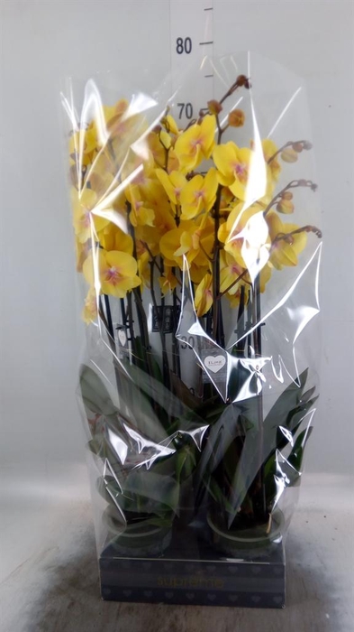<h4>Phalaenopsis  'Manta Palau'</h4>
