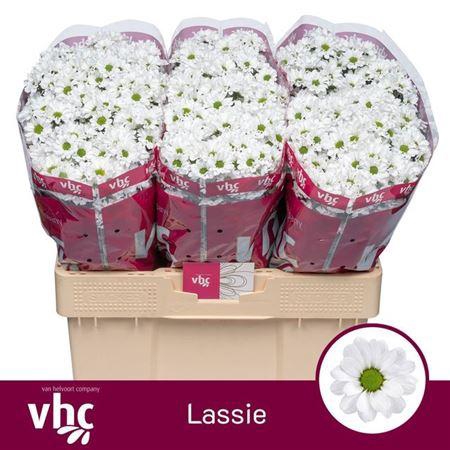 <h4>Sant Lassie</h4>