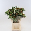 Asclepias Silky Red