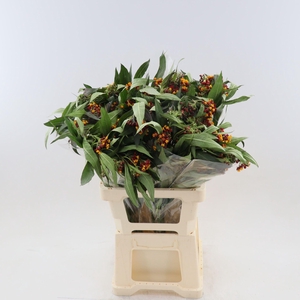 Asclepias Curassavica 'silky Gold'