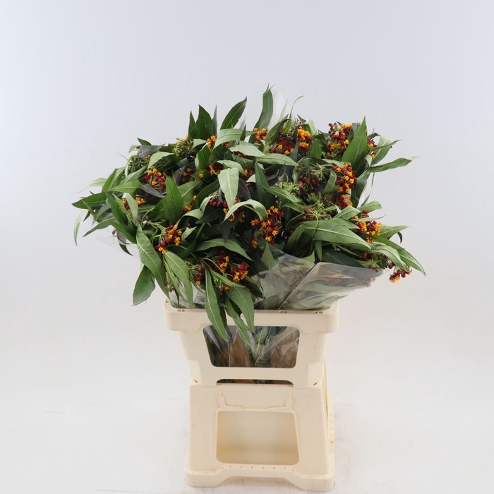 <h4>Asclepias Curassavica 'silky Gold'</h4>