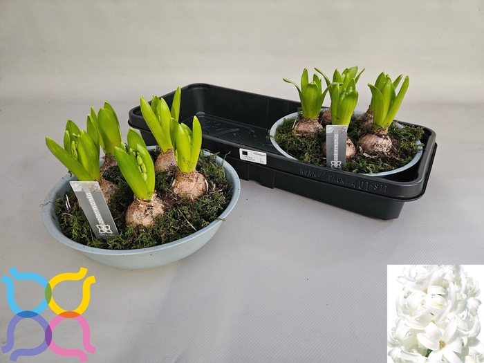 <h4>ARR HYACINTH</h4>