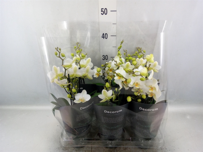 Phalaenopsis multi. 'Ant Lausanne'