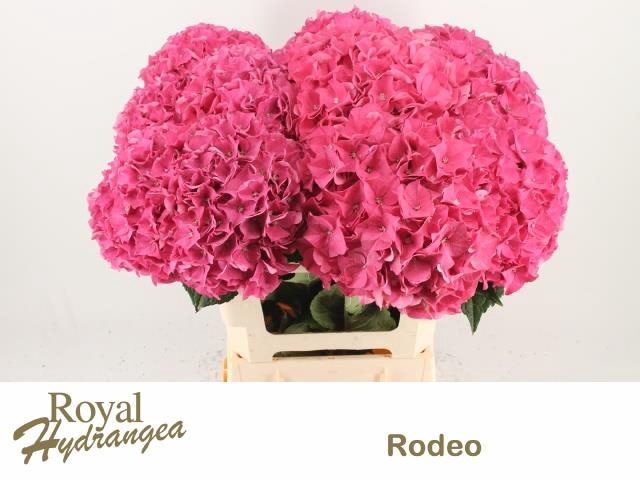 <h4>HYDR M CH RODEO RD</h4>