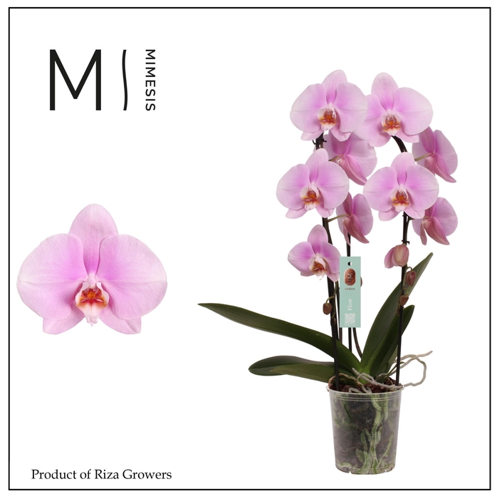 <h4>Phalaenopsis Flow Pink Bigflower 2 spike – 12cm | Mimesis</h4>