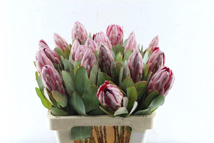 <h4>Protea Sharonet</h4>