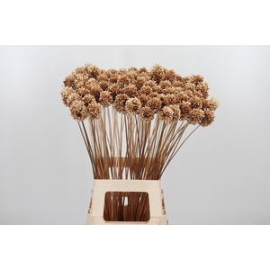 Allium Sphaero Kl Bh Antiek Goud