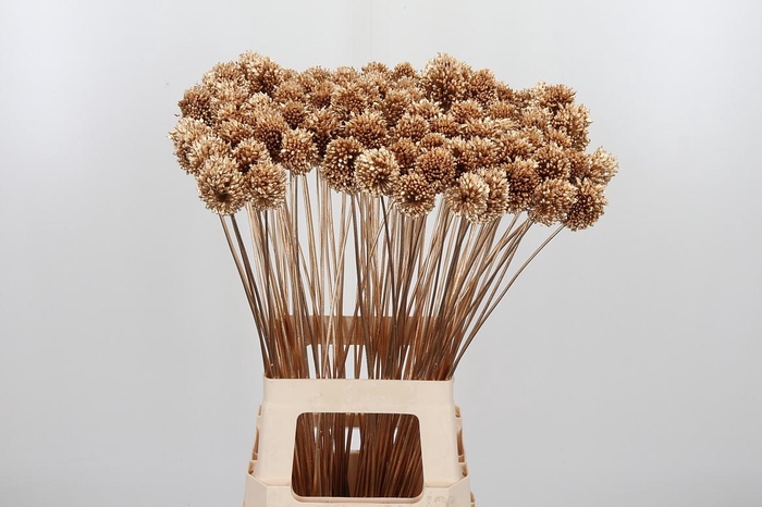 <h4>Allium Sphaero Kl Bh Antiek Goud</h4>