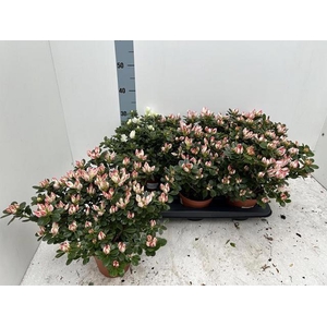 RHODO SI GEM