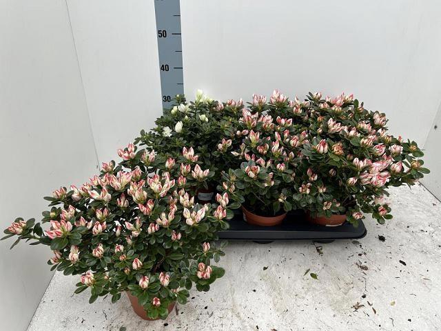 <h4>RHODO SI GEM</h4>