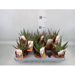 Aloe   ...