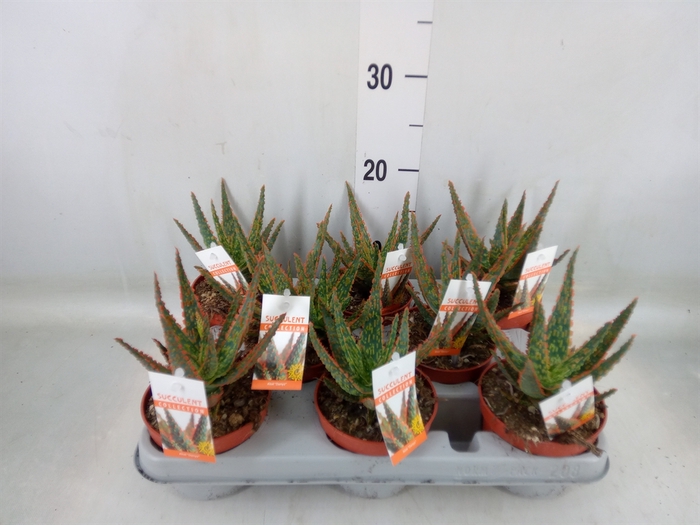 <h4>Aloe   ...</h4>