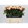 Paeonia Elsa Sass