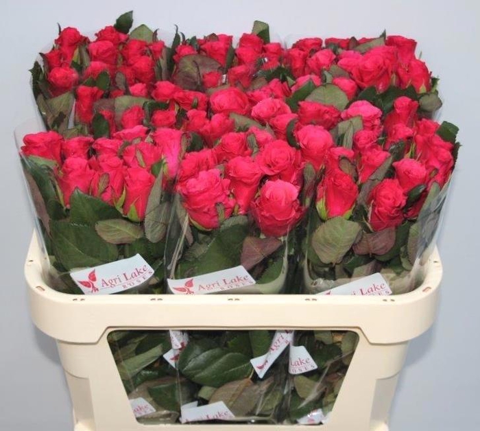 <h4>R GR TACAZZI+</h4>