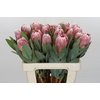 Protea Penny Pink