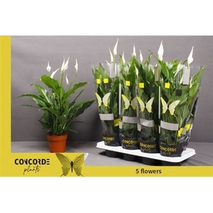 Spathiphyllum 'Sweet Chico'