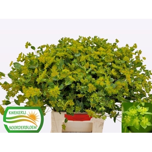 BUPLEURUM GRIFFITHII BUPLEURUM ROTU