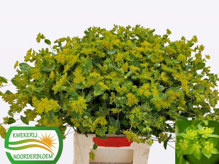 <h4>BUPLEURUM GRIFFITHII BUPLEURUM ROTU</h4>