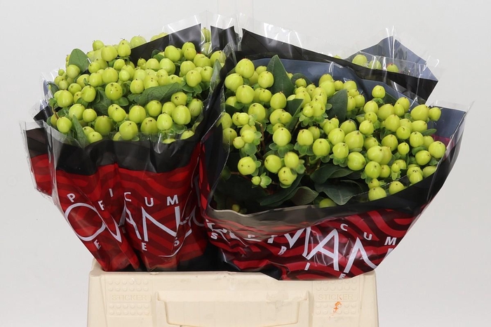 <h4>Hypericum Smiley Romance</h4>