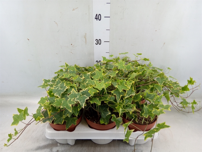 <h4>Hedera helix 'Goldchild'</h4>