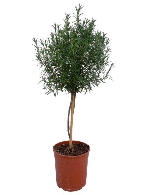 <h4>Rosmarinus officinalis "OP STAM"</h4>