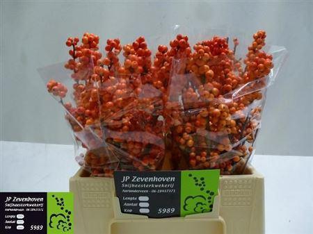 <h4>Ilex Ve Winter Gold</h4>