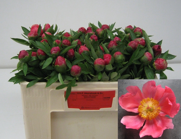 <h4>PAEO HH FLAME</h4>