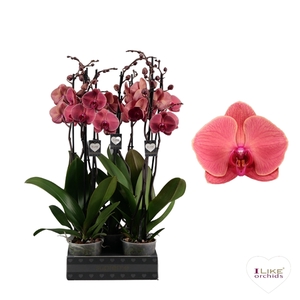 Phalaenopsis Asian Coral - 3 tak 70cm