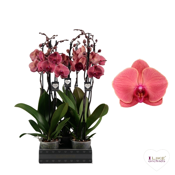 <h4>Phalaenopsis Asian Coral - 3 tak 70cm</h4>