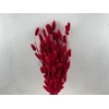 Dried Lagurus X5 Bl Red Bunch