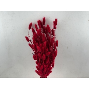 Dried Lagurus X5 Bl Red Bunch