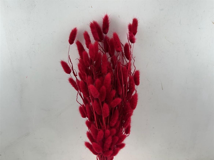 Dried Lagurus X5 Bl Red Bunch